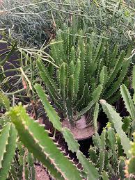 Image result for Euphorbia transvaalensis
