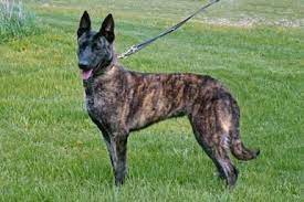 Our Dutch Shepherds Earn Their Stripes Dutch Shepherd Puppies At Cher Car Kennels Dutch Shepherd Dog Dutch Shepherd Puppy Shepherd Puppies