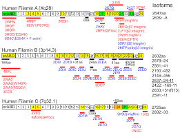 Dauphin decorating den complaints against doctors. Ijms Free Full Text Structure And Function Of Filamin C In The Muscle Z Disc Html