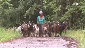 Could you kill your own food? Ethiopian Woman Who Became Symbol Of Integration In Italy Killed On Her Farm The Globe And Mail