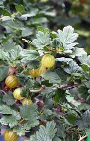 Finden Sie Die Besten Gartenideen Fur Die Gartengestaltung Tipps Zu Gartenpflanzen Lagerung Gartenpflanzen Stachelbeere Schneiden Pflanzen