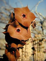 Image result for Hoodia currorii