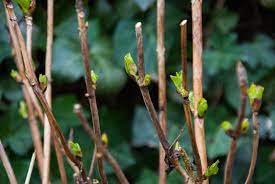 Im herbst und teilweise noch im winter tragen viele schneeballarten intensiv gefärbte beeren, die andererseits gibt es wohl ebenso viele gärtner, die ihre sträucher regelmäßig zurückschneiden. Straucher Schneiden Im Fruhjahr Wann Ist Das Ratsam