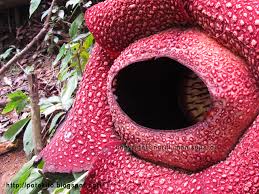 The Rafflesia Arnoldii Is The Biggest Flower In The World Best Flower Wallpaper