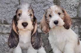 You should ideally split this amount into two feedings. Grand Petit Basset Griffon Vendeen Black Majesty Kennel Home Facebook