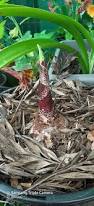 Image result for Scadoxus pole-evansii