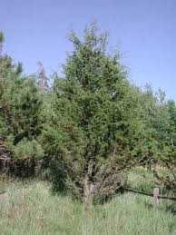 Check spelling or type a new query. Common Plants Of Wisconsin