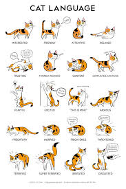 Adorable Illustrated Posters Decode The Languages Of Cats And Dogs Designtaxi Com Cat Language Cat Body Cute Animals