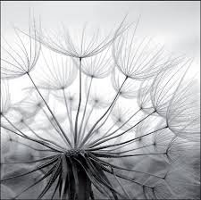 Black And White Mural Portrait Soffione Cerca Con Google Macro Photography Nature Photography White Photography