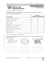 Chapter 27 Mollusks And Segmented Worms Reinforcement And Study Guide Answers Fill Online Printable Fillable Blank Pdffiller