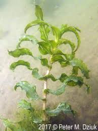 Image result for Potamogeton richardii