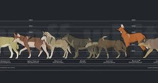 wolf size comparison chart album on imgur