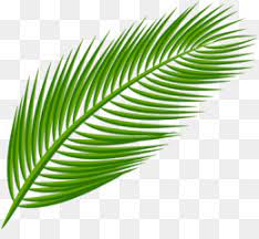 Puoi cercare tra più di 68.400.000 foto royalty free, 335.000 filmati, video digitali, immagini clip art vector, fotografie clipart, sfondi grafici. Palm Leaf Png Watercolor Palm Leaf Palm Leaf Border Palm Leaf Background Cleanpng Kisspng