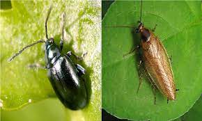 astuces pour eliminer les cafards du jardin