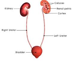 Image result for Renal Function