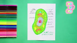 How exactly do plant cells differ from animal cells? How To Draw Plant Cell Labeled Science Diagram