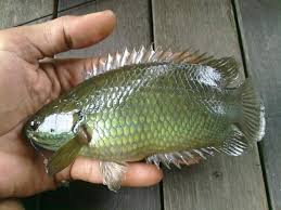 Tetapi ikan hias air tawar ini tidak hanya dipelihara saja, kini banyak juga orang yang membudidayakannya dan menjadikannya salah karena selain termasuk pada jenis ikan hias air tawar, ikan cupang juga merupakan ikan aduan. 10 Jenis Ikan Air Tawar Paling Populer Mana Favoritmu