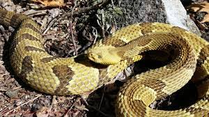 A Young Yellow Phase Timber Rattlesnake Found Basking In Transient Habitat Rattlesnake Habitats Photo
