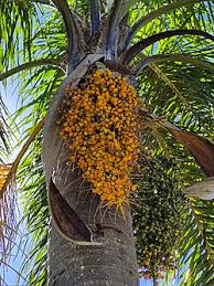 Image result for Syagrus