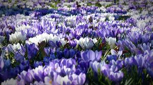 Kurz danach folgen krokusse in verschiedenen farben. Fruhbluher Diese Pflanzen Und Straucher Bluhen Als Erstes Utopia De