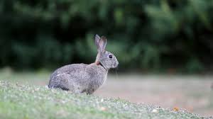 Animal control implies trapping and removing rather than extermination. Rabbit Removal Chaos Wildlife Of Westchester