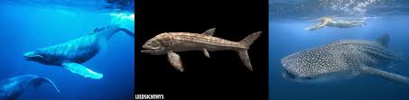 Has there ever been an animal that rivals the size of a blue whale? Ten Cases Of Convergent Evolution Wonders Of The Earth