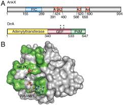 In our new fifa skill tutorial, erné shows marco reus two simple but effective tricks in fifa21: Posttranslational Modifications Of Rab Proteins Cause Effective Displacement Of Gdp Dissociation Inhibitor Abstract Europe Pmc
