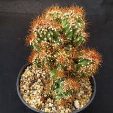 Cereus peruvianus has a medium to large bloom aprox. 44 Cereus Ideas Cactus Succulents Cacti And Succulents