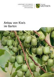 3 kleine früchte, große pflanze. Anbau Von Kiwis Im Garten Publikationen