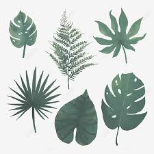 Watercolor Tropical Leaves Tropical Jungle Leaf Png And Vector With Transparent Background For Free Download Find & download free graphic resources for jungle leaves. watercolor tropical leaves tropical