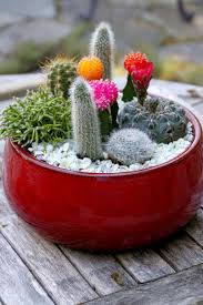 Learn how to correctly pot your plant and choose the for cacti, use a pot just large enough to fit the plant. Make A Cactus Dish Garden