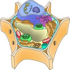 We did not find results for: Askabiologist Asu Edu Activities Coloring Cell Answers Coloring Walls