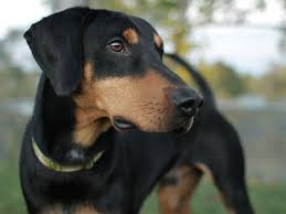 Black And Tan Coonhound Mixed With Doberman Doberman X Bloodhound Mix In 2020 Doberman Mix Doberman Pinscher Doberman