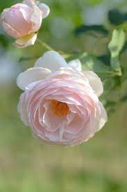 Rose Rose Marie Beautiful Flowers Rose Marie Flower Background Iphone