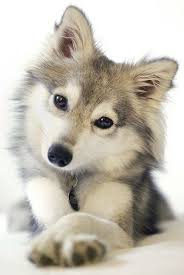Come in and enjoy it! Pin On Cute Anmals