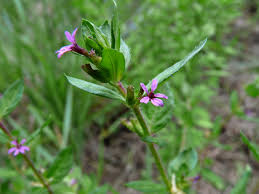 Image result for Cuphea carthagenensis