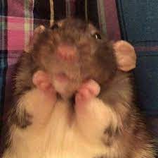 Hello, uhh i am just here to make hamster pfps! Pin By Jolly On Vp Mems Cute Animal Memes Cute Rats Funny Hamsters