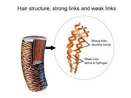 As a precursor to nitrogen oxide, it is of vital importance for hair growth. Role Of Protein And Amino Acids In Hair Growth The Hair Fuel