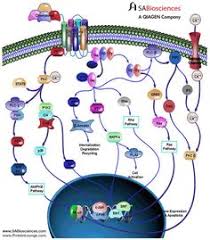 32 Best Chemokines Cytokines Images Signal Transduction