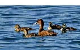 Image result for Erythrococca polyandra