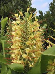 Hedychium Gardnerianum Kahili Ginger Lily Plants Uk Summer Flowering Bulbs Plants