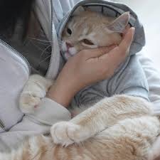 Mothering A Beautiful Cat Catboardingnyc Cute Cats Cats And Kittens Baby Animals