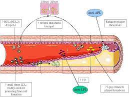 Common Changes In The Lipid Profile Amongst The Autoimmune Rheumatic Download Scientific Diagram