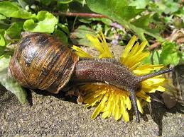 Can you cook garden snails. Kin Food Snails In Garden Snail Molluscs