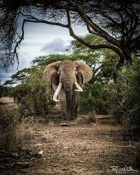 You can tell those farmers apart from the attackable ones by their take full advantage of alternative traveling methods described in the getting around guide. Kws Kwskenya Twitter Animals Beautiful Majestic Animals Elephants Photos