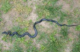 Eastern Ratsnake Snake Rat Snake Beautiful Snakes