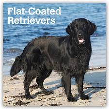 Moderately dense, it protects from water, weather, and ground cover when the dog is working. Flat Coated Retrievers 2021 16 Monatskalender Original Avonside Kalender Mehrsprachig Kalender Wall Kalender Amazon De Avonside Publishing Ltd Bucher