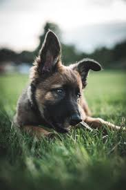 belgischer schaferhund welpe entwicklung hund belgischer schaferhund welpen belgischer schaferhund malinois welpen