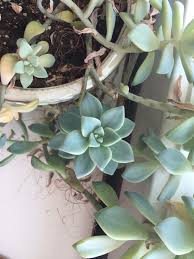 We did not find results for: Succulent Beheading Graptopetalum Makeover Suburbansill