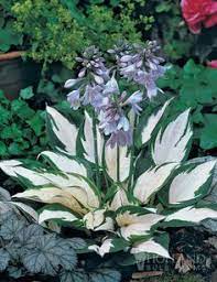 26ddf42a23ba0ed693bf7d782a27f3dd Jpg 236 306 Shade Plants Shade Perennials Plants